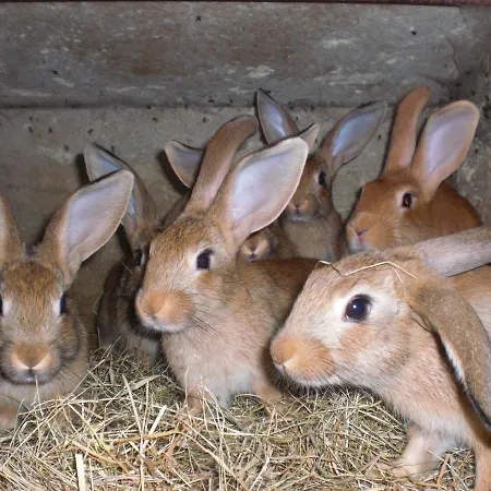 La Grange Aux Hirondelles Bed & Breakfast