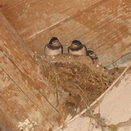 Frühstückspension La Grange Aux Hirondelles