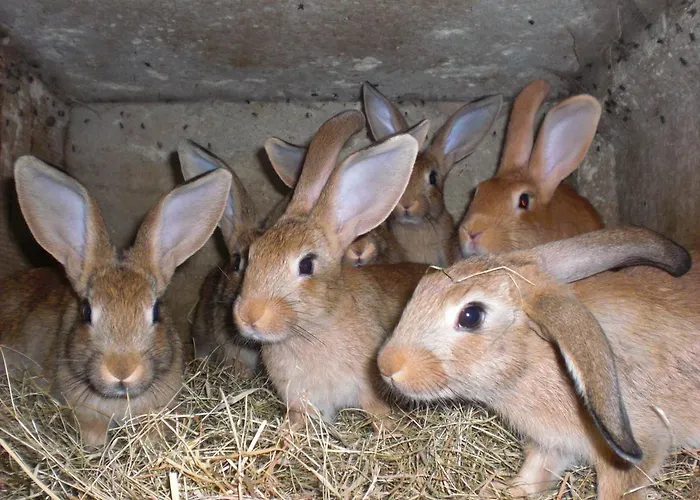 La Grange Aux Hirondelles Bed & Breakfast