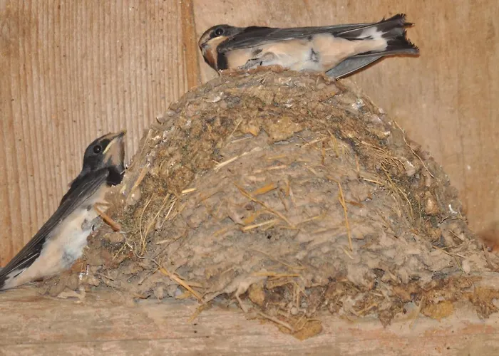 La Grange Aux Hirondelles Bed & Breakfast 3*