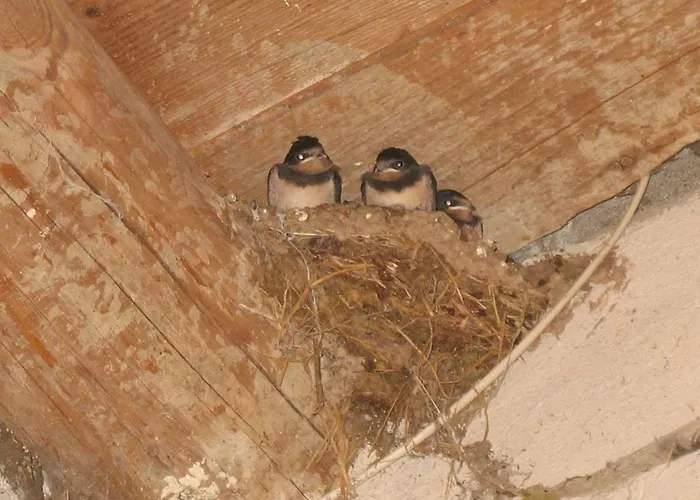 Bed & Breakfast La Grange Aux Hirondelles